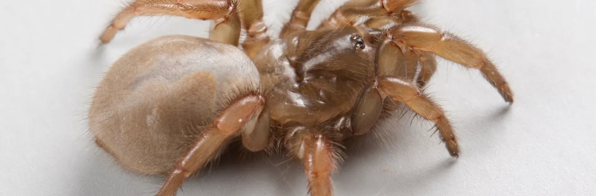 For the Love of Spiders and Research | Bug Squad